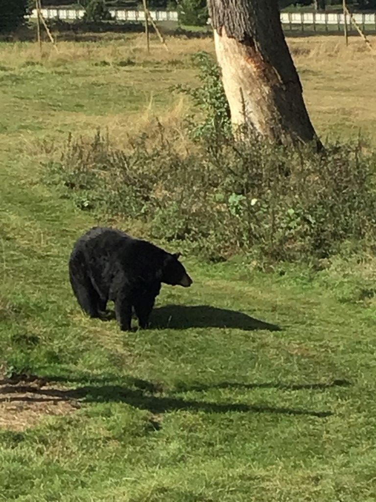 a black bear